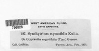 Synchytrium myosotidis image